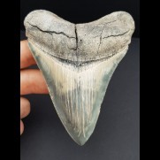 10,3 cm Zahn toll gefärbter Zahn des Megalodon