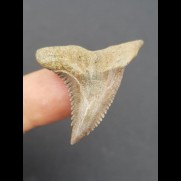 3,6 cm brauner Zahn des Hemipristis serra 