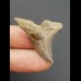 3,6 cm brauner Zahn des Hemipristis serra 