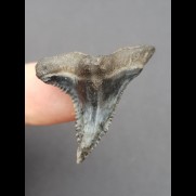 3,2 cm gemusterter Zahn des Hemipristis serra