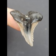 3,2 cm großer Zahn des Hemipristis serra mit beiger Wurzel