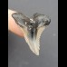 3,2 cm großer Zahn des Hemipristis serra mit beiger Wurzel