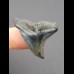 3,1 cm dunkler Zahn des Hemipristis serra 