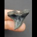 3,1 cm dunkler Zahn des Hemipristis serra 