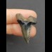3,1 cm sehr spitzer Zahn des Hemipristis serra 