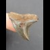 3,0 cm Zahn des Hemipristis serra aus den USA