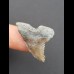 2,9 cm gemusterter Zahn des Hemipristis serra 