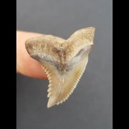 2,8 cm heller Zahn des Hemipristis serra 