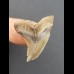 2,8 cm heller Zahn des Hemipristis serra 