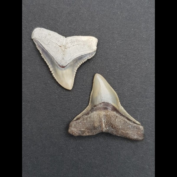 2,5 cm Zahn des Bullenhai und 2,2 cm Zahn des Schwarzhai