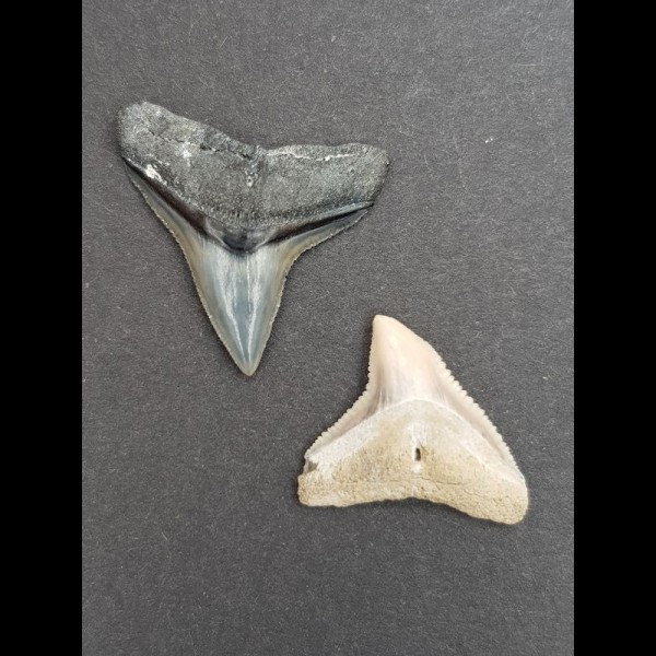 2,5 cm Zahn des Bullenhai  und 2,1 cm Zahn des Schwarzhai