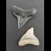 2,5 cm Zahn des Bullenhai  und 2,1 cm Zahn des Schwarzhai