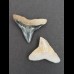 2,4 cm Zahn des Bullenhai und  2,3 cm des Schwarzhai
