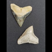 2,3 cm Zahn des Bullenhai und  2,2 cm Zahn des Schwarzhai