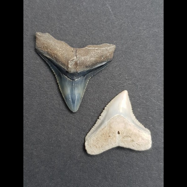 2,5 cm des Bullenhai und 2,0 cm Zahn des Schwarzhai