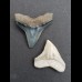 2,5 cm des Bullenhai und 2,0 cm Zahn des Schwarzhai
