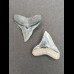2,2 cm des Bullenhai und  2,1 cm Zahn des Schwarzhai