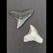 2,4 cm Zahn des Bullenhai und 2,0 cm Zahn des Schwarzhai