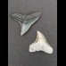 2,4 cm Zahn des Bullenhai und 2,0 cm Zahn des Schwarzhai