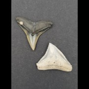 2,4 cm Zahn Bullenhai und 2,2 cm Zahn des Schwarzhai