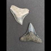 2,4 cm Zahn des Bullenhai und 2,2 cm Zahn des Schwarzhai