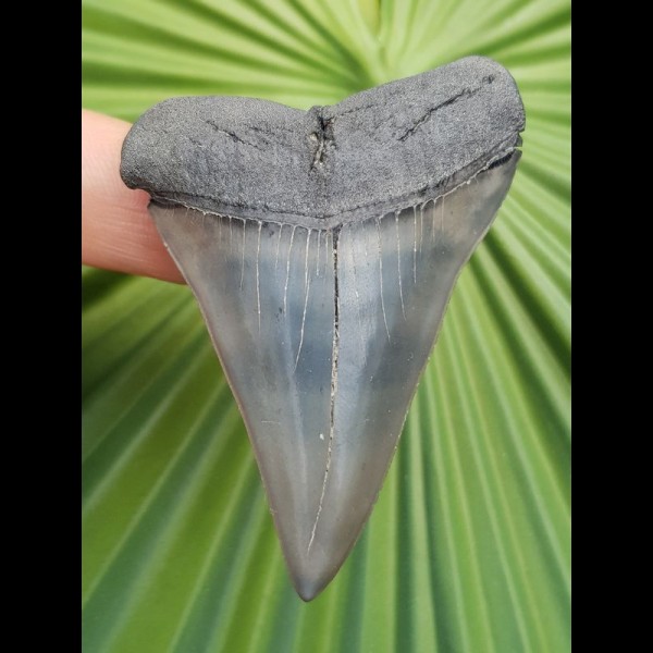 6.3 cm patterned tooth of mako shark