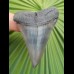 6.3 cm patterned tooth of mako shark