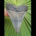 6.3 cm patterned tooth of mako shark