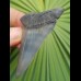 6.3 cm patterned tooth of mako shark