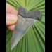 6.3 cm patterned tooth of mako shark