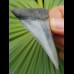 6.3 cm patterned tooth of mako shark