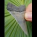 6.3 cm patterned tooth of mako shark