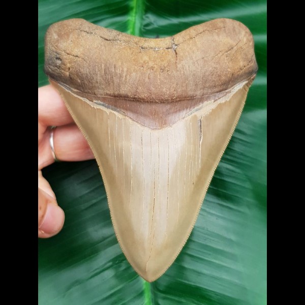 12,5 cm fantastischer Zahn des Megalodon in Museums-Qualität