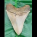 12,5 cm fantastischer Zahn des Megalodon in Museums-Qualität