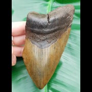 13,6 cm großer Zahn des Megalodon mit wuchtiger Wurzel