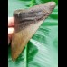 13,6 cm großer Zahn des Megalodon mit wuchtiger Wurzel
