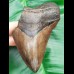 12,3 cm massiver brauner Zahn des Megalodon