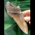 12,3 cm massiver brauner Zahn des Megalodon