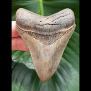 9,4 cm impressive sharp tooth of megalodon