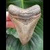 9,4 cm beeindruckender scharfer Zahn des Megalodon
