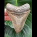 9,4 cm impressive sharp tooth of megalodon