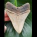 9,4 cm impressive sharp tooth of megalodon