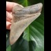 9,4 cm beeindruckender scharfer Zahn des Megalodon