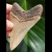 9,4 cm impressive sharp tooth of megalodon