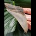 9,4 cm impressive sharp tooth of megalodon