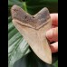 9,4 cm impressive sharp tooth of megalodon