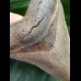 9,4 cm impressive sharp tooth of megalodon