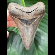 9,6 cm dolchförmiger, rasiermesserscharfer Zahn des Megalodon