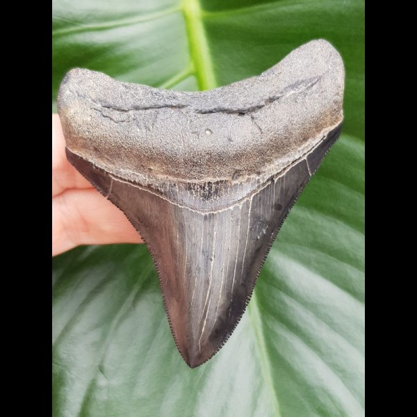 8,5 cm toller dunkler Zahn des Megalodon