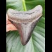 8,5 cm toller dunkler Zahn des Megalodon